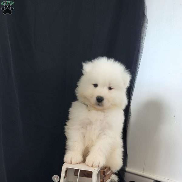 Dover, Samoyed Puppy